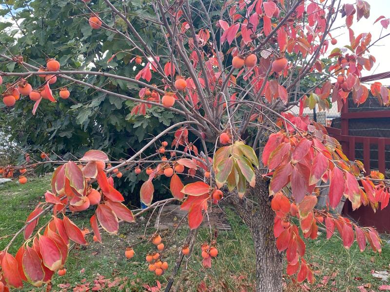 7 soveværelse Landsted til salg 7 soveværelse Landsted til salg