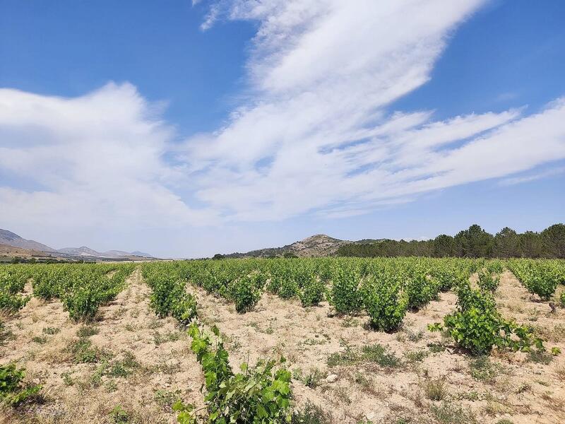 5 bedroom Country House for sale