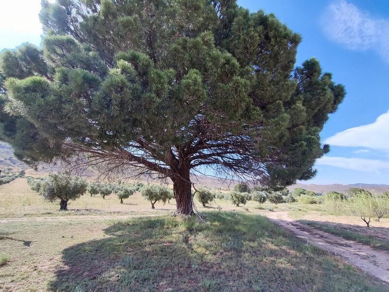 5 bedroom Country House for sale