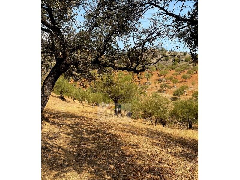 Villa for sale Villa for sale