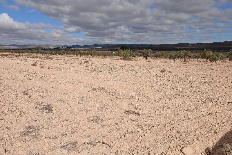 Land for sale in Yecla, Murcia