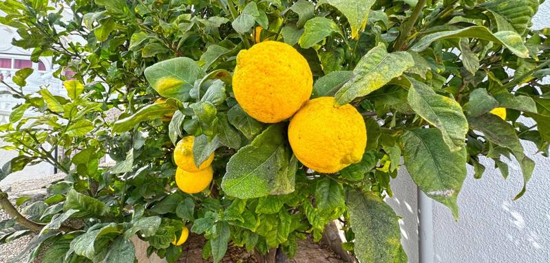 2 chambre Villa à vendre