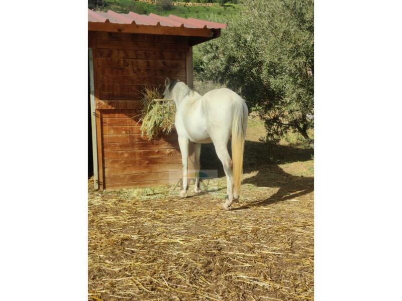 Country House for sale in Villanueva de la Concepcion, Málaga Country House for sale in Villanueva de la Concepcion, Málaga