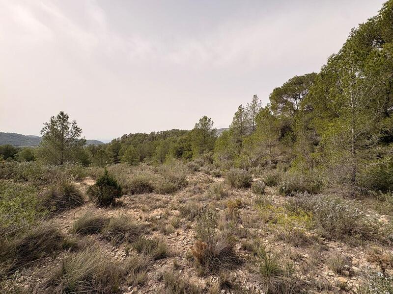 Land for sale in Petrer, Alicante