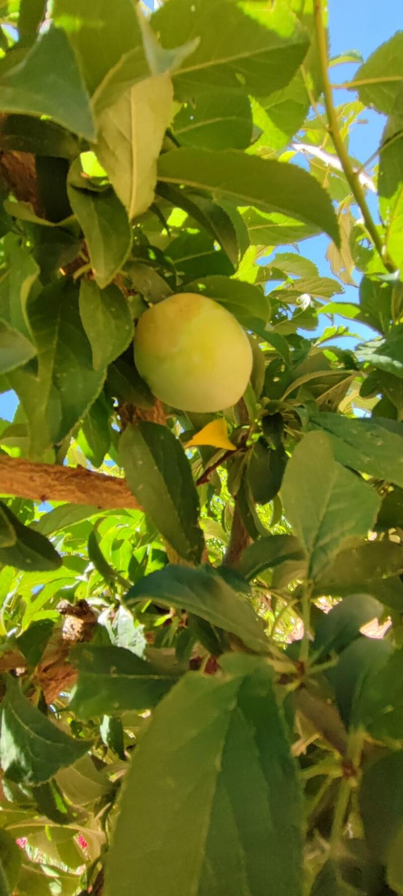 5 спальная комната вилла продается 5 спальная комната вилла продается