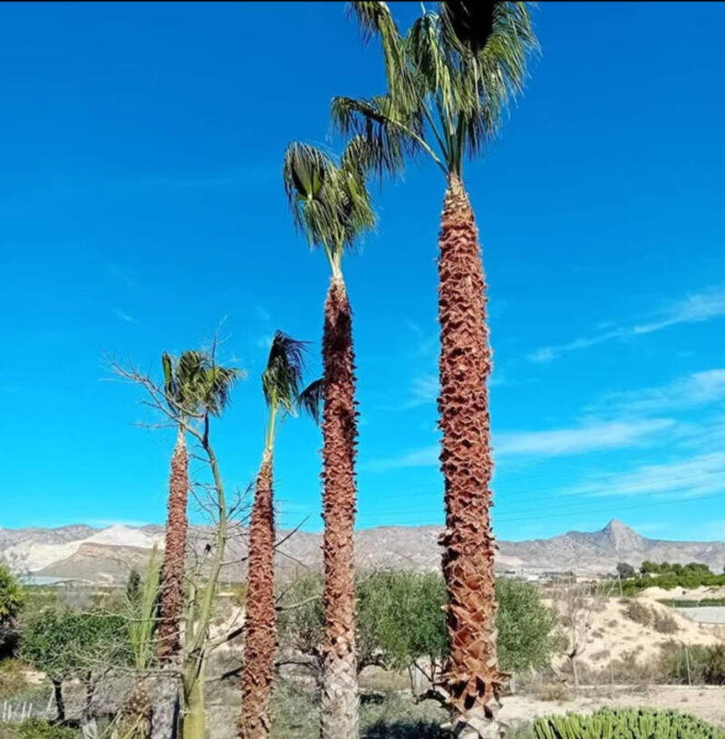 3 chambre Appartement à vendre