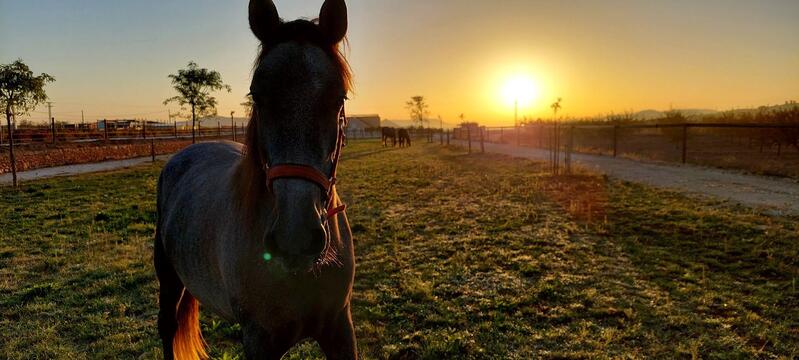 3 soveværelse Villa til salg