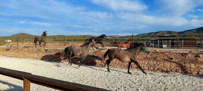 3 soveværelse Villa til salg