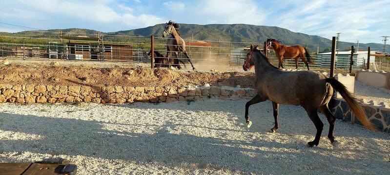 3 soveværelse Villa til salg