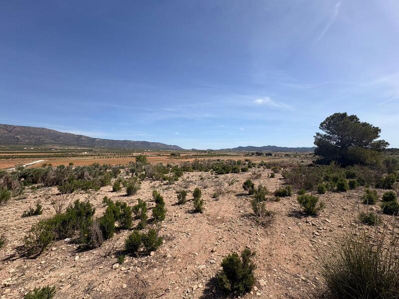 Terrain à vendre dans Pinoso, Alicante