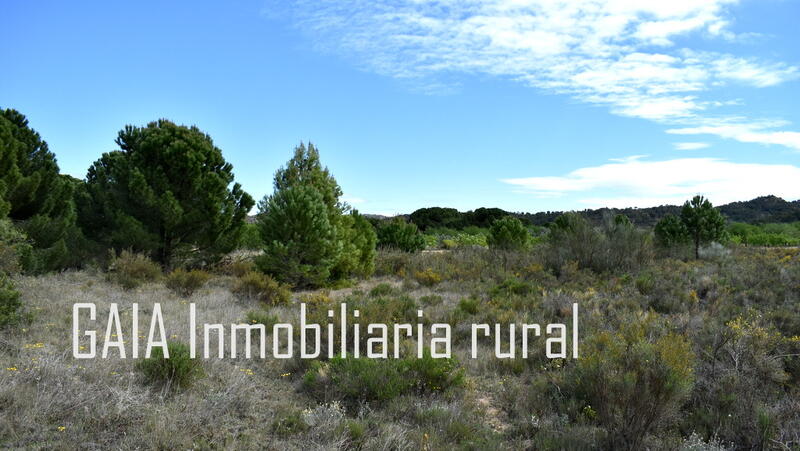 Land for sale in Fabara, Zaragoza