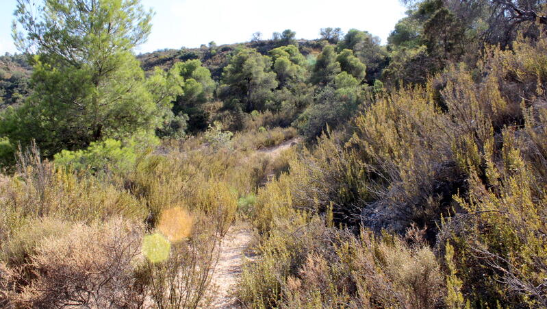 Landa till salu i Maella, Zaragoza