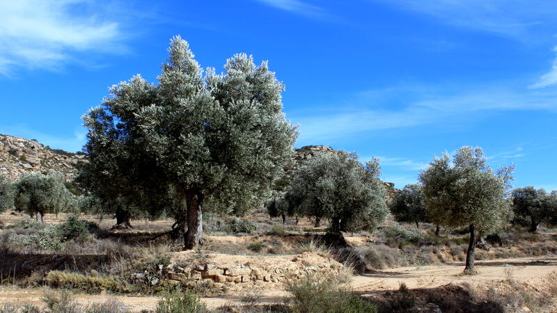 Landa till salu i Maella, Zaragoza