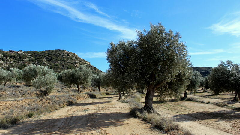 Terrenos en venta