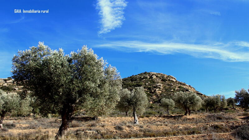 Terrenos en venta