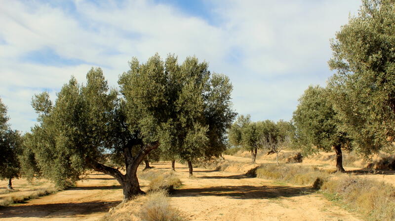 Terrenos en venta