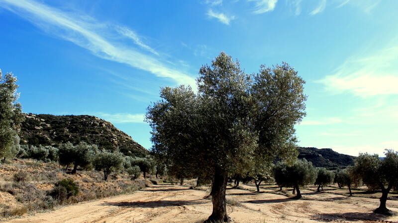 Terrenos en venta