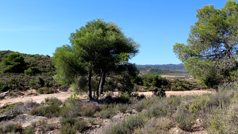 Casa de Campo en venta