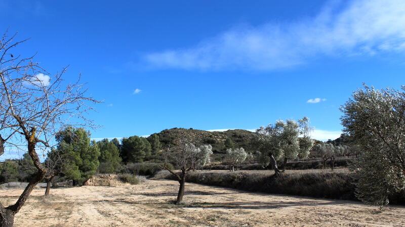 Landa till salu i Maella, Zaragoza