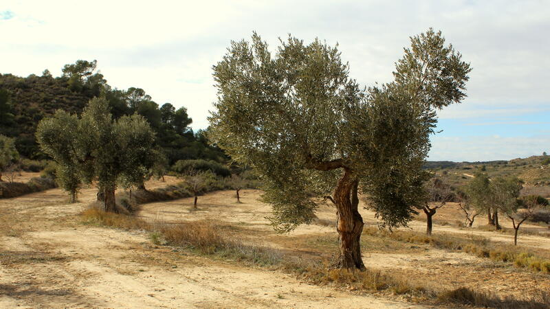 Terrain à vendre