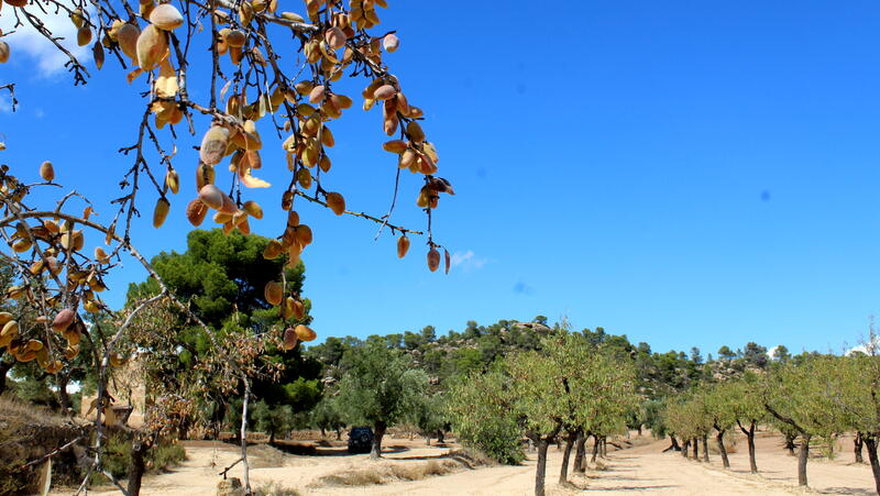 Casa de Campo en venta