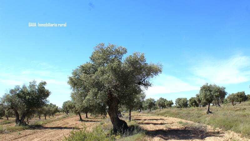 Landa till salu i Maella, Zaragoza