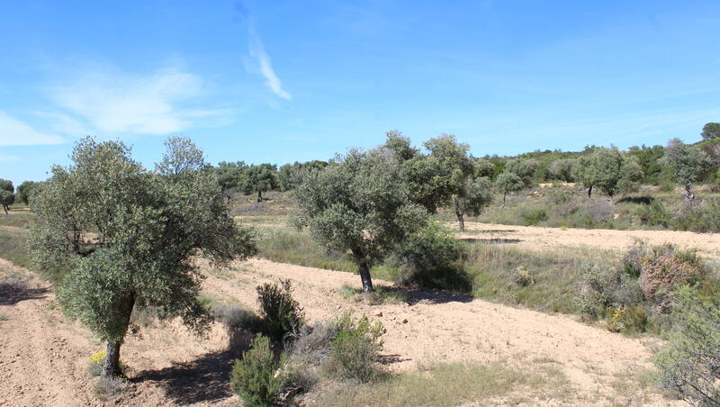 Terrain à vendre