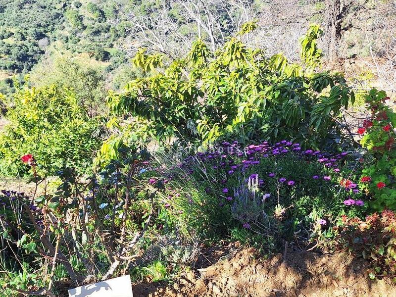 3 Cuarto Casa de Campo en venta
