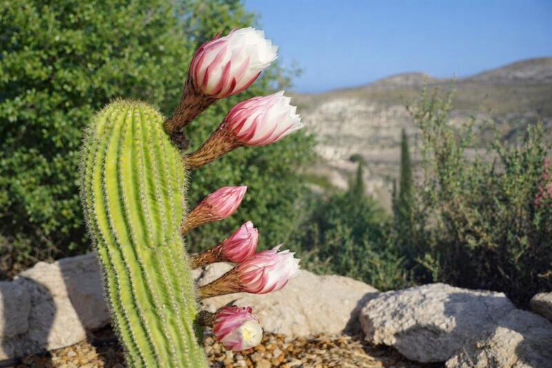 5 bedroom Villa for sale