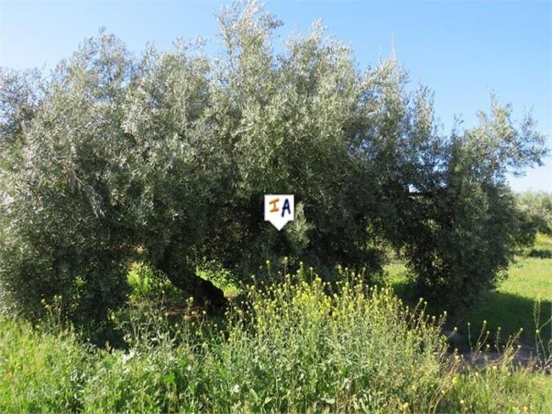 Land for sale in Media Panilla, Jaén