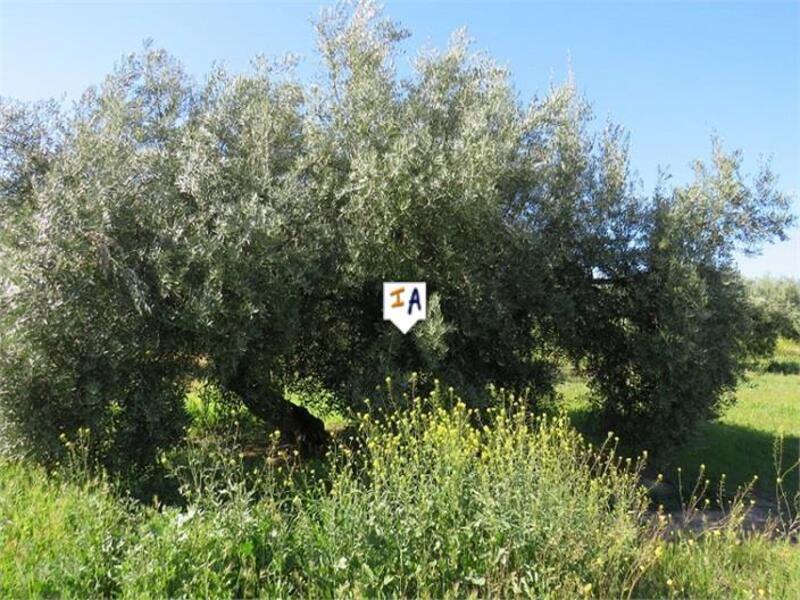 Landa till salu i Media Panilla, Jaén