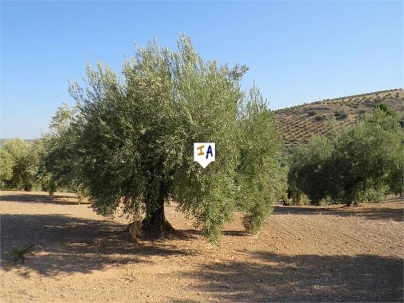 Land for sale in Alcaudete, Jaén