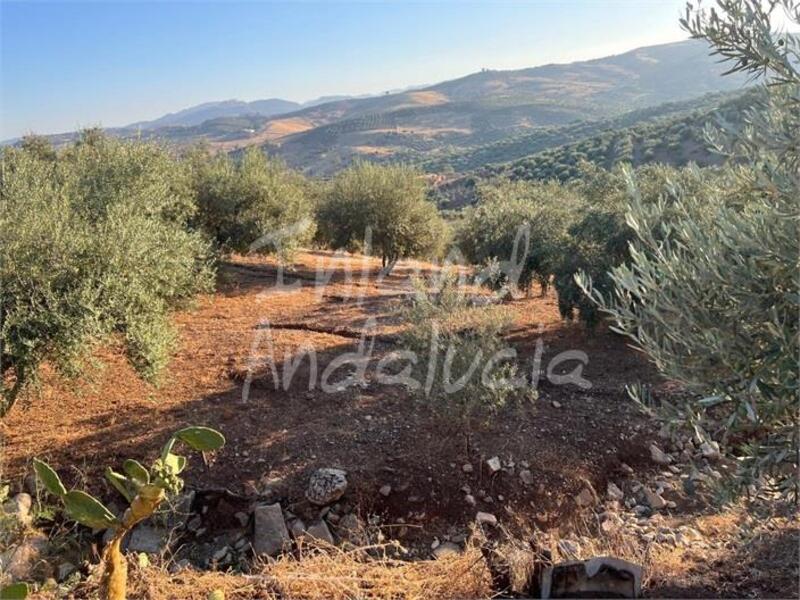 Terrain à vendre dans Periana, Málaga