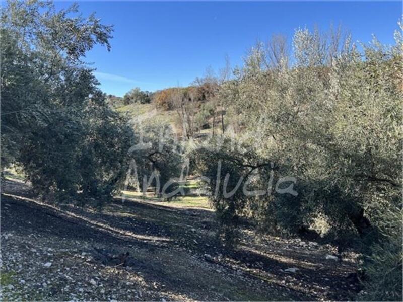 5 chambre Auberge à vendre