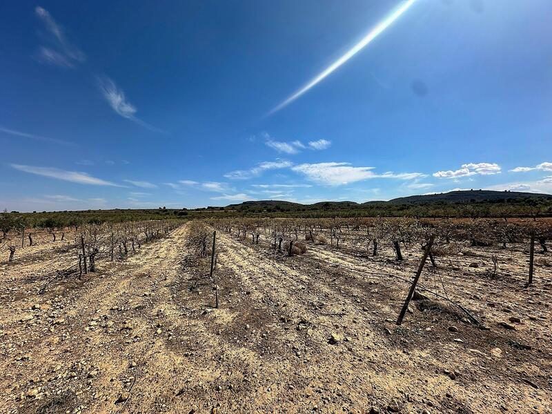 Land for sale in Yecla, Murcia