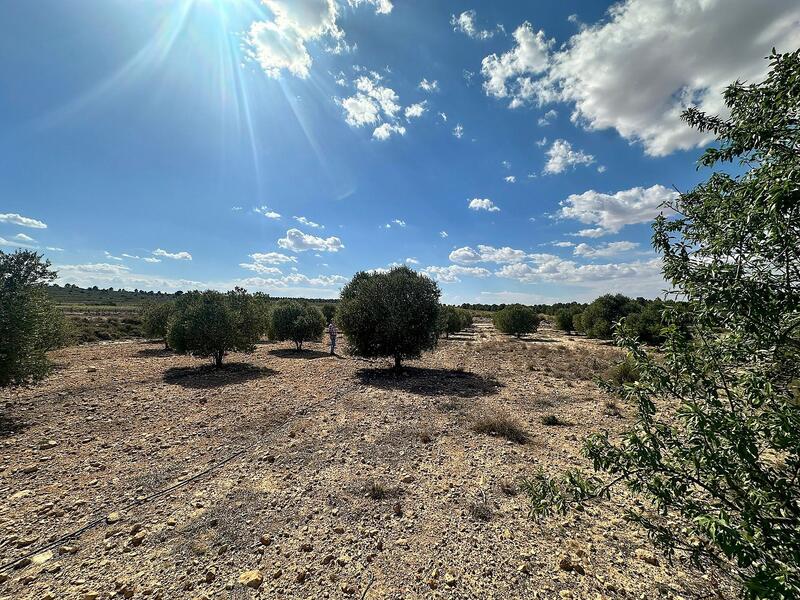 Land for sale