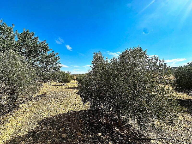 Land for sale