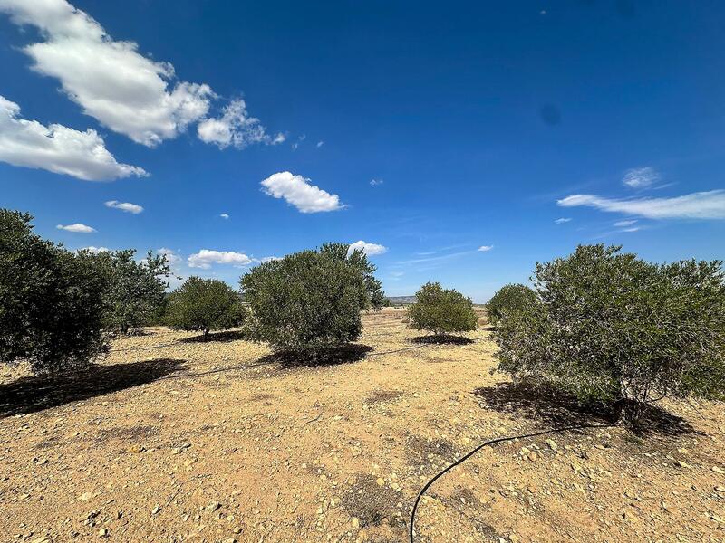 Land for sale