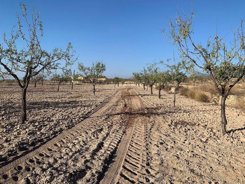 Terrenos en venta en Macisvenda, Murcia