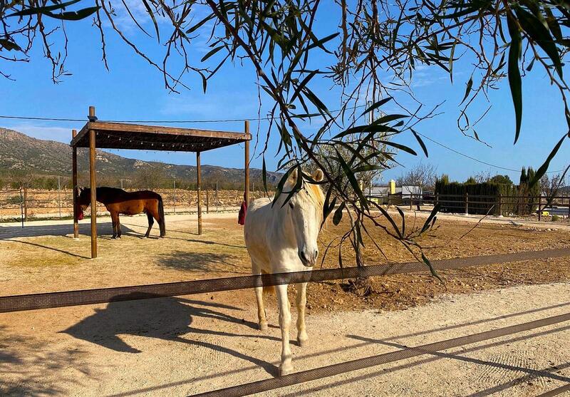 4 Cuarto Casa de Campo en venta