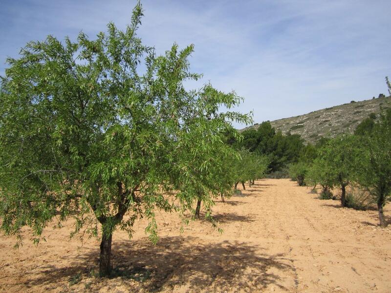 Landa till salu i Yecla, Murcia
