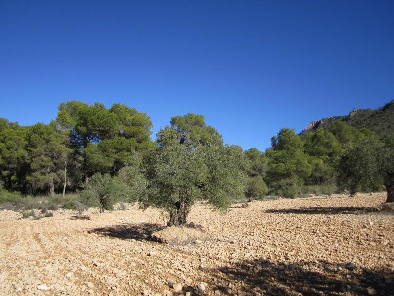 Terrain à vendre
