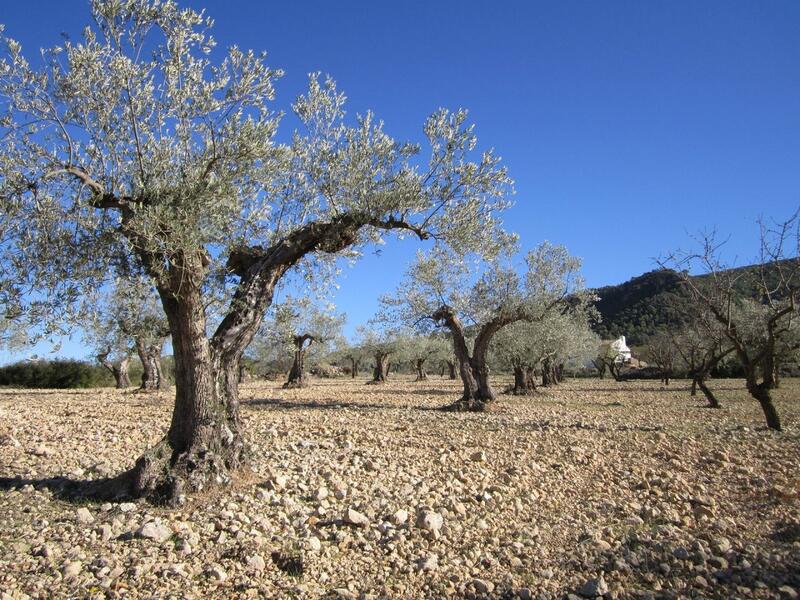 Landa till salu i Yecla, Murcia