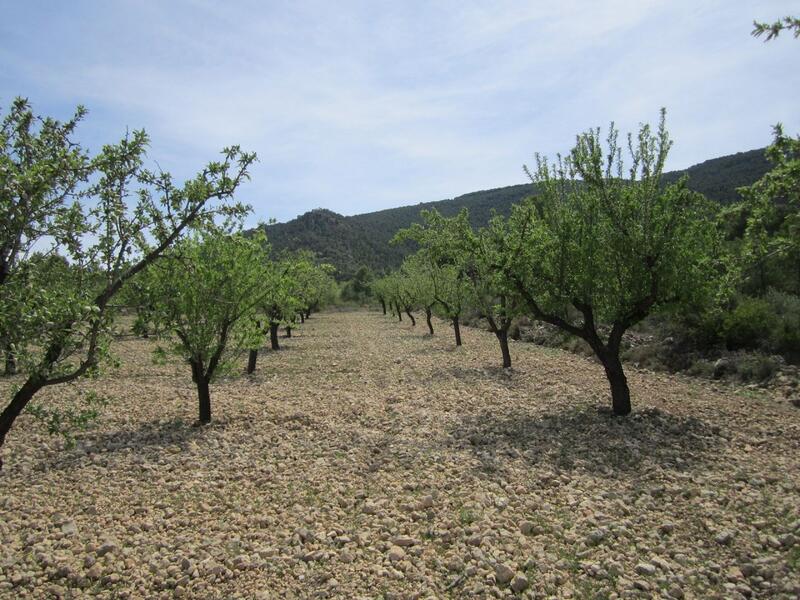 Landa till salu i Yecla, Murcia