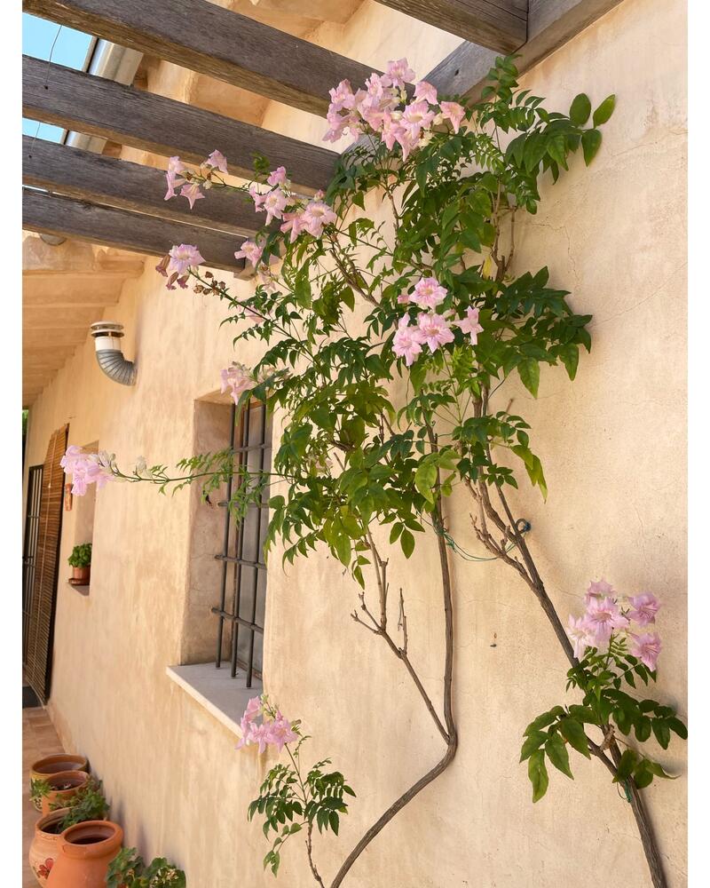 5 Cuarto Casa de Campo en venta