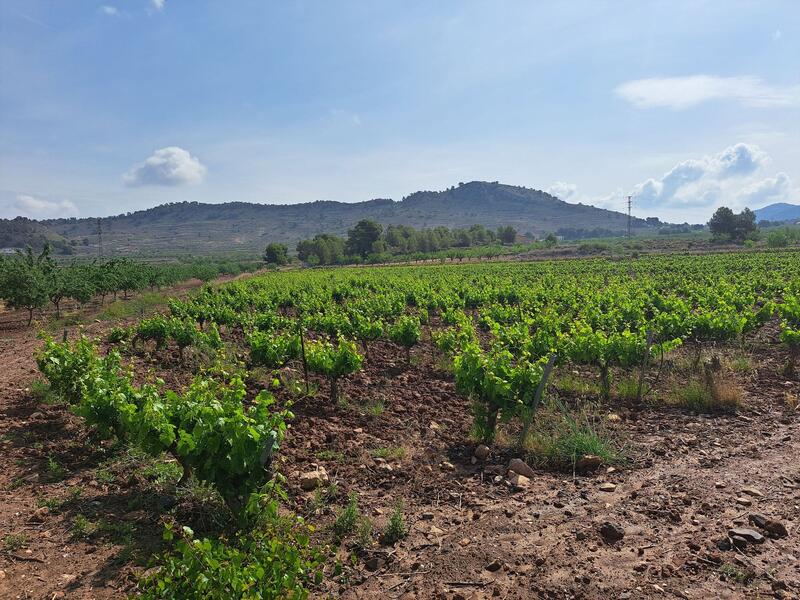 Terrenos en venta