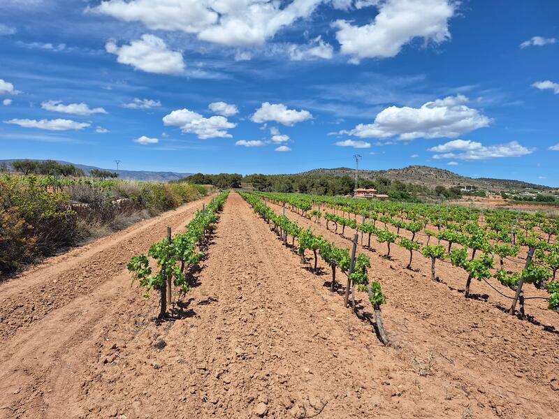 Land Te koop in Pinoso, Alicante