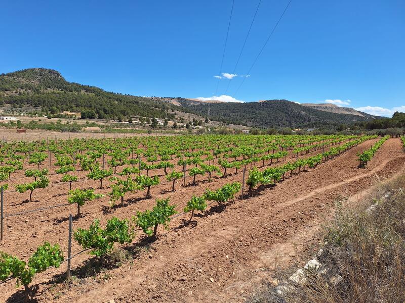 Land for sale