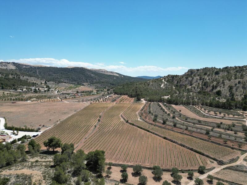 Land Te koop in Pinoso, Alicante