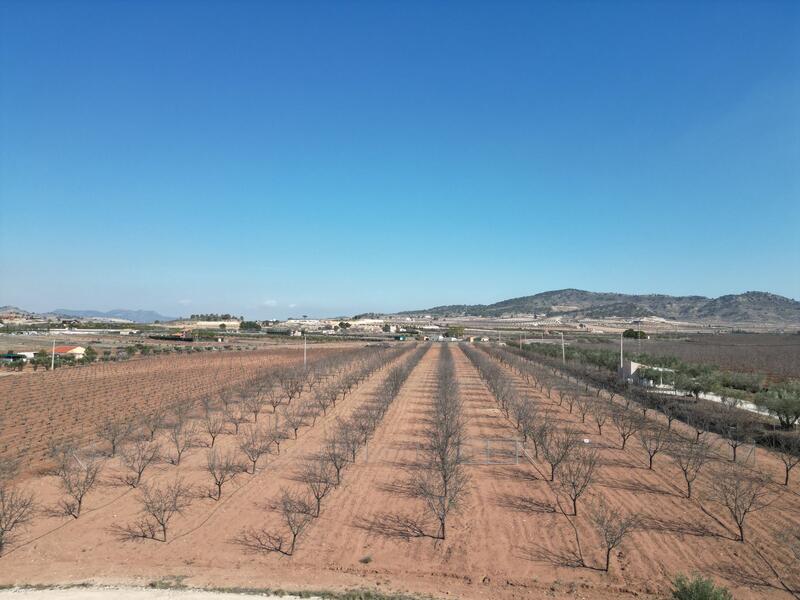 Land til salgs i Pinoso, Alicante